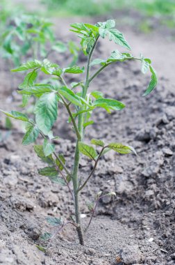 Toprağa ekilmiş taze domates çalıları. Bahçe konsepti.
