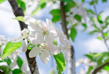 Çiçek açan elma ağacı. Gökyüzünde yeşil yaprakları ve çiçekleri olan bir elma ağacının dalları