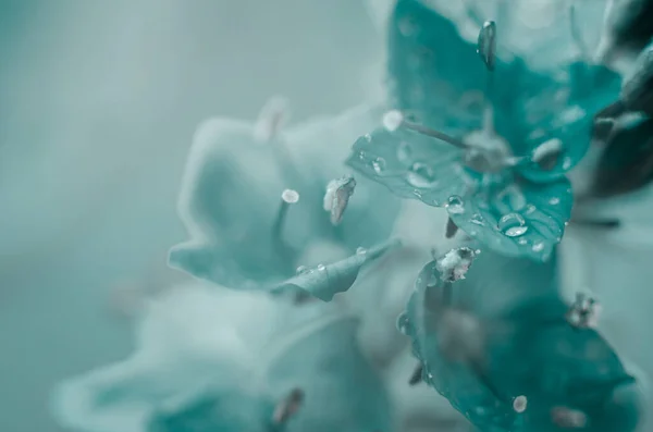 花の花びらに水の滴のマクロ写真 花の美しい自然背景 — ストック写真