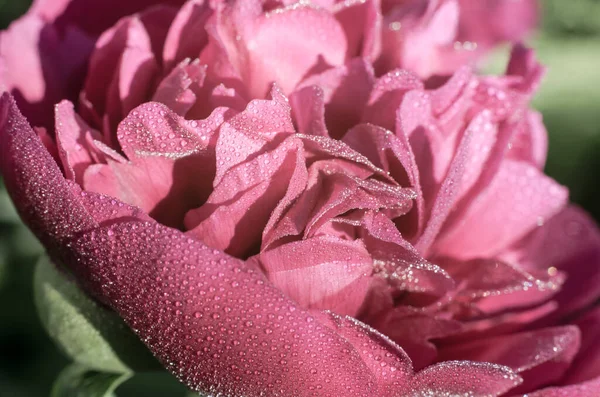 Flor Peonía Con Gotas Agua Cerca Hermoso Fondo Natural Macro — Foto de Stock