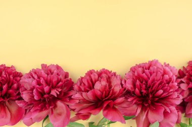 Soluk sarı arkaplanda kırmızı şakayıklar ve mesaj için boşluk. Çiçek arkaplanı