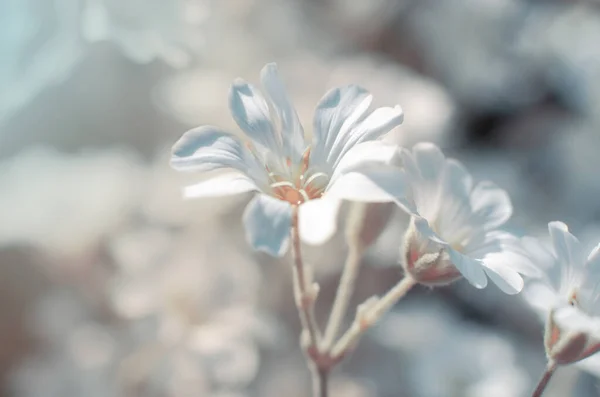 Precioso Fondo Delicado Flores Primavera Cerca Fondo Natural Tarjeta Felicitación —  Fotos de Stock