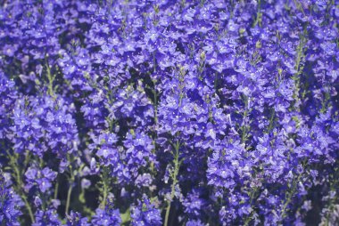 Çok sayıda çiçekten güzel bir bahar arkaplanı. Bahar kartpostalı
