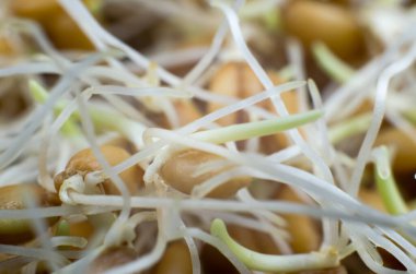 Buğday filizlenir makro fotoğrafçılık. Vejetaryenler için yemek. Sağlıklı gıda konsepti