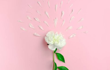 Pembe arka planda beyaz şakayık ve şakayık yaprakları. Yumurta hücresi konseptine yaklaşan sperm