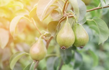 Sulu armutlar bir dala tutunur. Armutlar gün ışığında ağaçta.
