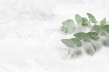 Beton zeminde okaliptüs filizleri ve metin için yer var. Metin veya ürün reklamı için boş alan