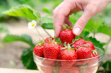 Bir kadın eli bir kaseden çilek alır. Çevre dostu ürün. Çilek ağacının arka planında çilekli kase
