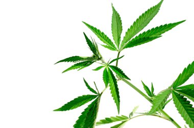 Beyaz arka planda yeşil kenevir çalısı, izole et. Tıbbi kenevir. Teknik kenevir yakın plan.