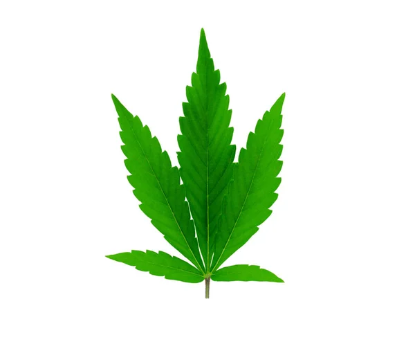 Hoja Cannabis Verde Fresco Sobre Fondo Blanco Aislado —  Fotos de Stock