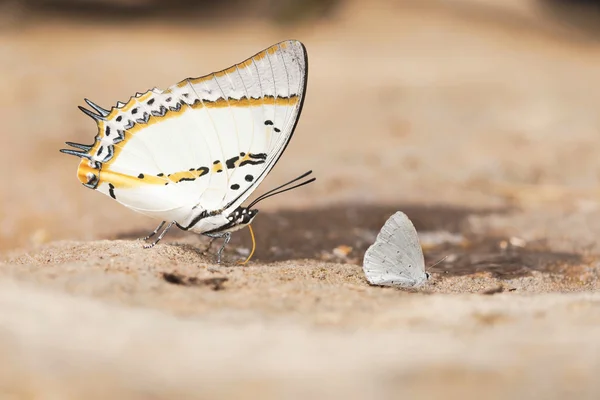 The Shan Nawab butterfly. — Stock Photo, Image