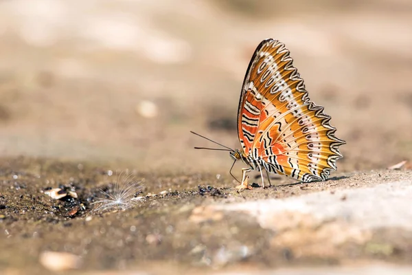 Red Lacewing butterfly. — Stock Photo, Image