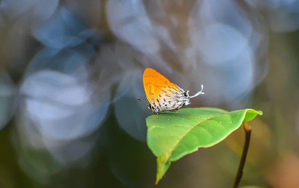 The Common Posy butterfly — Stock Photo, Image