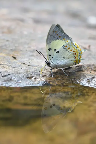 Jewelled Nawab butterfly — Stock Photo, Image