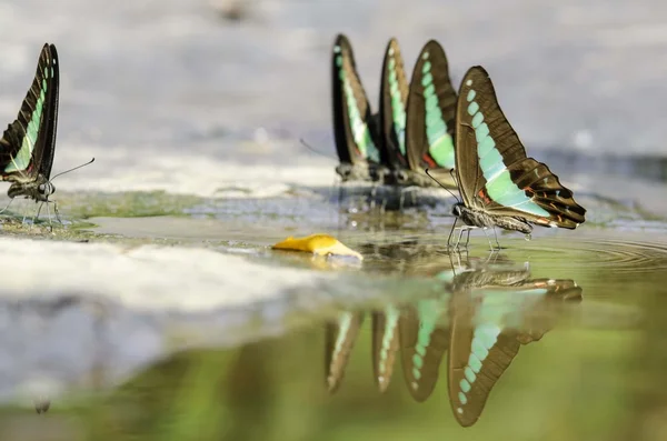 Motyl nazwa wspólnej bławatek"" — Zdjęcie stockowe