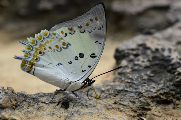 Butterfly name "Jewelled Nawb" — Stock Photo, Image