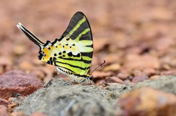 The Butterfly is name Fiverbar Swordtail.l — Stock Photo, Image