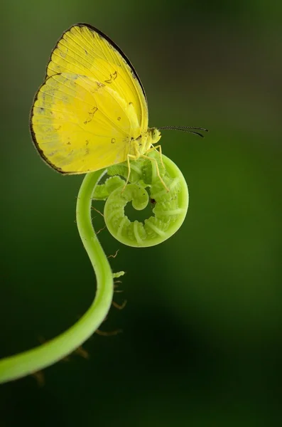 Common Grass Yellow — Stock Photo, Image