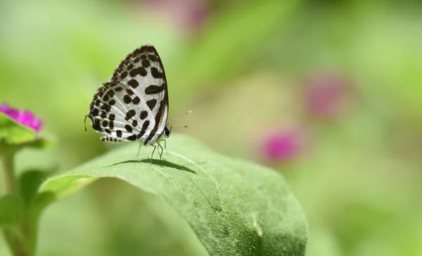 Butterfly name Castalius rosimon — Stock Photo, Image