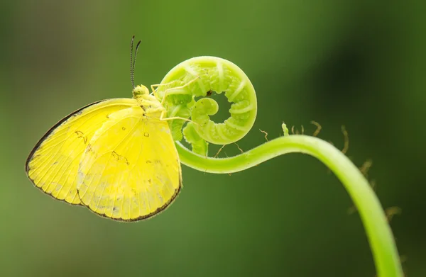 Butterflies in love — Stock Photo, Image