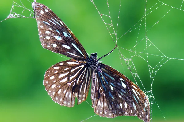 Butterflies and Spiders. — Stock Photo, Image