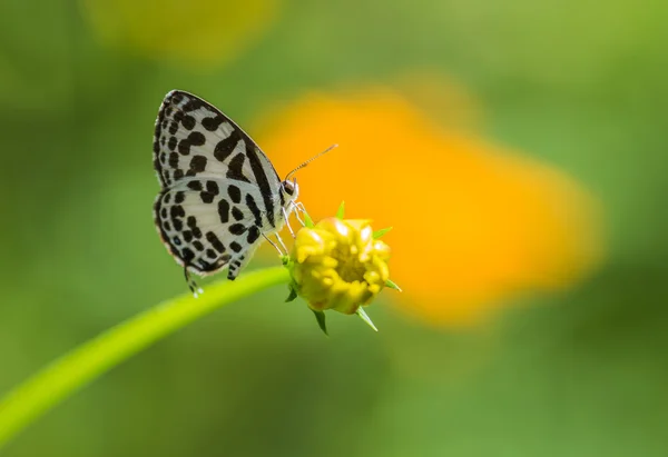 Butterfly name "Common Pierrot — Stock Photo, Image