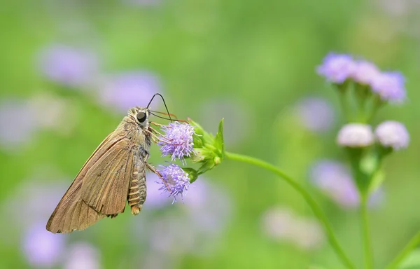 Butterfly name Badamia exclamationis — Stock Photo, Image