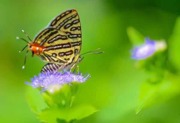 Butterfly namn klubb Silverline — Stockfoto