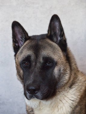 Amerikan Akita marka bir köpeğin portresi.