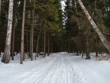 Kış ormanında açıklık. Rusya 'da kışın sonu