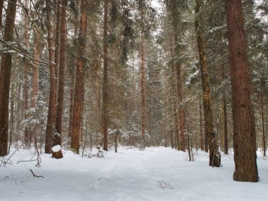 Kış ormanında açıklık. Rusya 'da kışın sonu