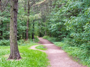 Ormanda bir patika. Rusya, yaz sonu..