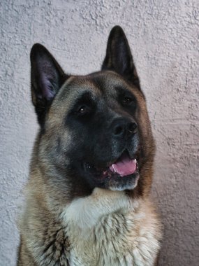 Gri bir duvarın arkasında Amerikan Akita köpeğinin portresi