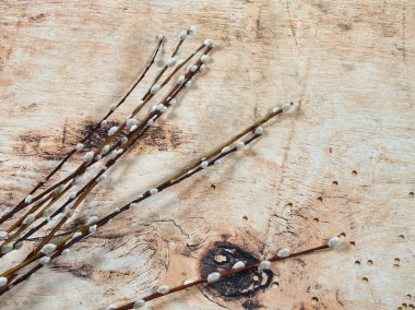 Dokulu ahşap bir arka planda çiçek açan söğüt dalları