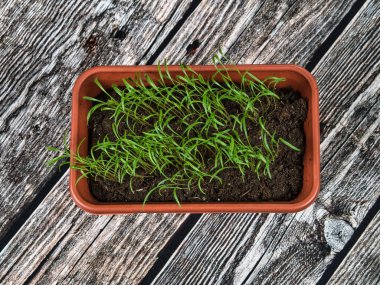 Fesleğen filizleri kahverengi bir filizlenme kutusunda ahşap bir arka planda