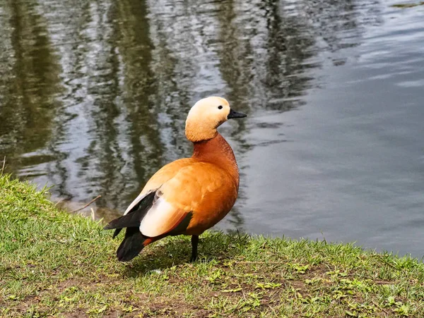 Vild Drake Står Gräset Vid Dammen Tidig Vår — Stockfoto