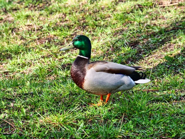 一只美丽的野鸭站在草地上 紧紧地挨着 — 图库照片