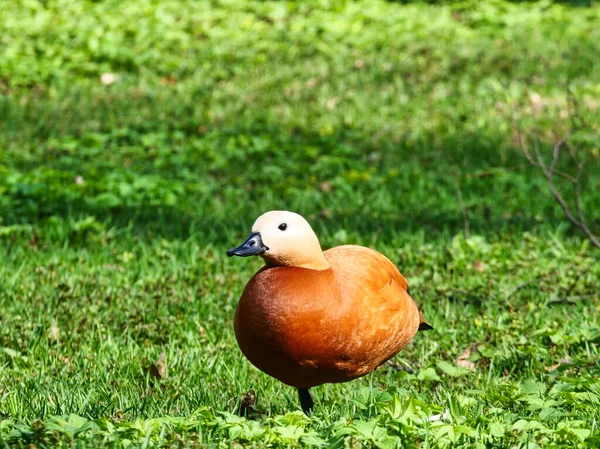 Canard Mandarin Tient Sur Une Jambe Sur Herbe Verte Dans — Photo