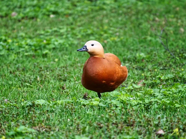 Pato Mandarín Pie Una Pierna Sobre Hierba Verde Parque — Foto de Stock