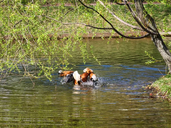 Due Anatre Mandarine Combattono Uno Stagno Una Spruzzata Acqua — Foto Stock