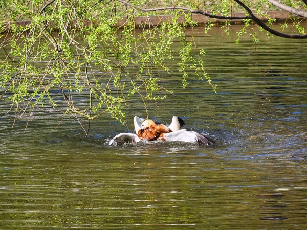 Deux Canards Mandarins Battent Dans Étang Dans Une Goutte Eau — Photo