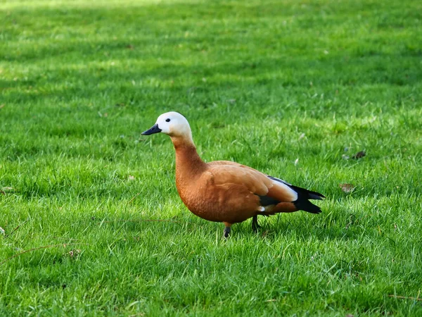 Madarin duck walking on the green grass looking for food and staying alert for any potential danger