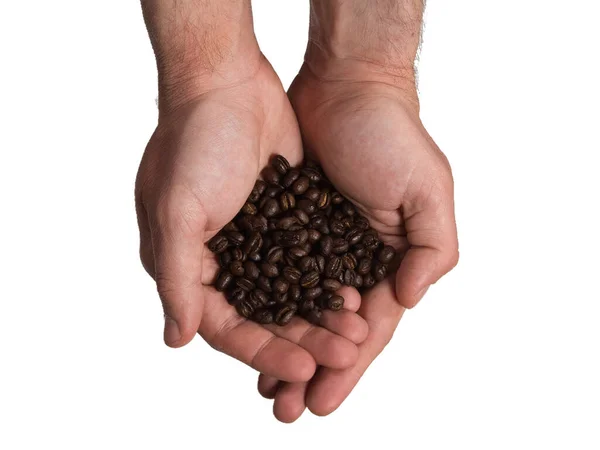 Geröstete Kaffeebohnen Den Handflächen Isoliert Auf Weiß — Stockfoto