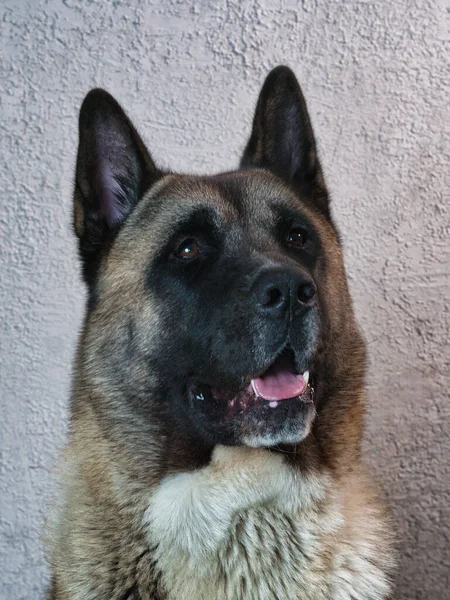 Retrato Perro Americano Akita Fondo Una Pared Gris —  Fotos de Stock