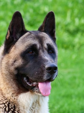 Amerikan Akita köpeği kafası yakın plan. Güneşli bir gün