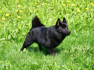 Küçük Belçika çoban köpeği Schipperke yeşil çimlerin üzerinde duruyor. Parlak güneşli bir gün