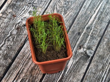 Fesleğen filizleri kahverengi bir filizlenme kutusunda ahşap bir arka planda