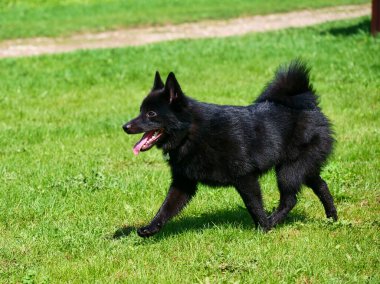 Genç sevimli Belçika kurdu Schipperke yeşil çimlerin üzerinde yürüyor. Güneşli bir gün
