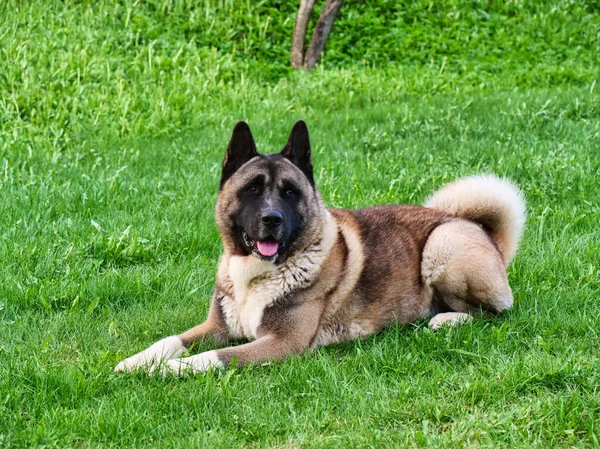 American Akita Dog Lies Green Grass Bright Sunny Day — Stock Photo, Image