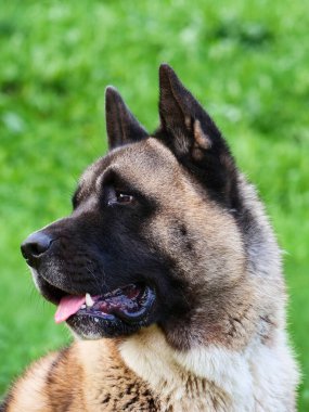 Amerikan Akita köpeği kafası yakın plan. Güneşli bir gün